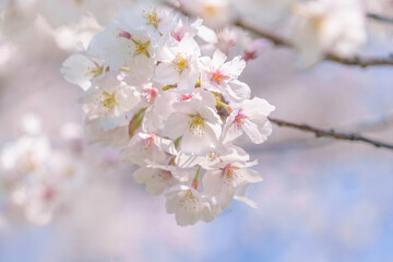 Fototapeta premium 桜の花 やわらかな春のイメージ