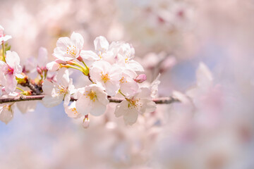 Fototapeta premium 桜の花 やわらかな春のイメージ