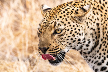 Leopard
