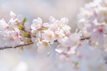 Obraz premium 桜の花 やわらかな春のイメージ