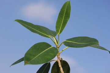 Branch of the rubber fig tree (Ficus elastica) on blue sky
