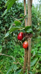 Kazanlak large-fruited, cornelian cherry