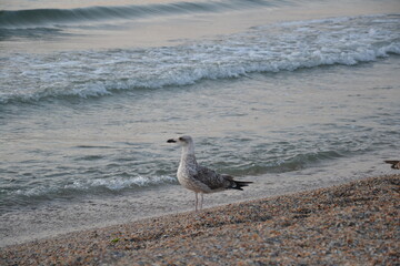 A seagull stands at the edge where the sea meets the beach, its white feathers bright against the soft sand. Gentle waves lap near its feet, while the horizon stretches beyond into a calm, blue sky.