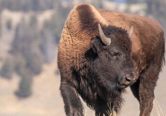 Fototapeta premium Bison in Yellowstone National Park Wyoming in Autumn