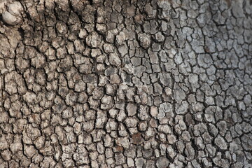 close up of bark texture of plane tree