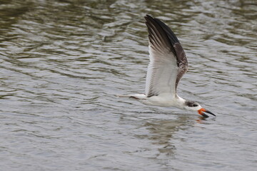 Black skimmer bird eating small fish