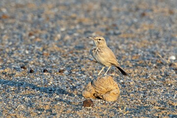 greater hoopoe-lark or Alaemon alaudipes at desert national park Rajasthan India