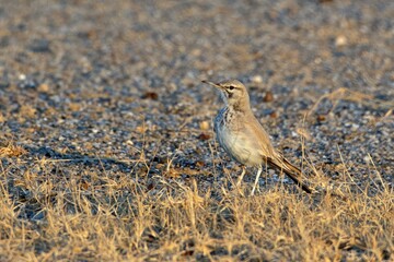 greater hoopoe-lark or Alaemon alaudipes at desert national park Rajasthan India