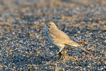 greater hoopoe-lark or Alaemon alaudipes at desert national park Rajasthan India