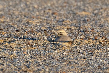 greater hoopoe-lark or Alaemon alaudipes at desert national park Rajasthan India