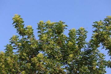 flowers and leaves of schinus terebinthifolius raddi tree