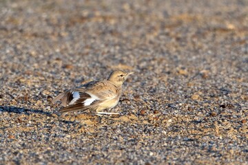 greater hoopoe-lark or Alaemon alaudipes at desert national park Rajasthan India
