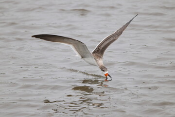 Black skimmer bird eating small fish