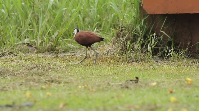 African Jacana Actophilornis Africanus