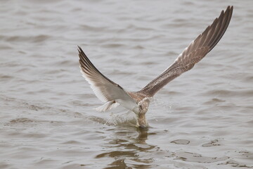 Black skimmer bird eating small fish