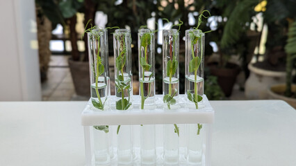 green plants in glass laboratory test tubes with water