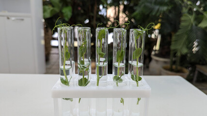 green plants in glass laboratory test tubes with water