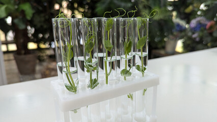 green plants in glass laboratory test tubes with water