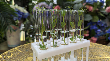 green plants in glass laboratory test tubes with water