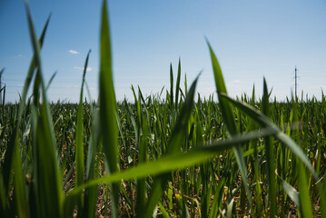 Obraz premium green grass and blue sky