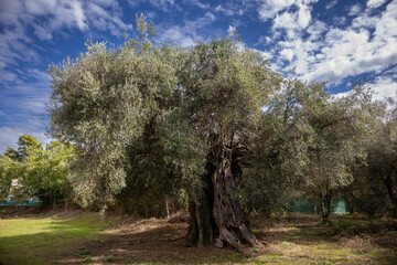 Fototapeta premium Old big olive tree and a blue sky with clouds, Corfu, Greece