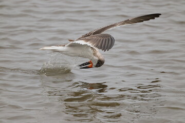 Black skimmer bird eating small fish