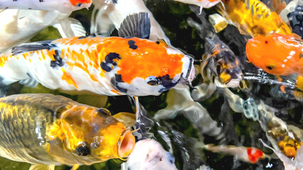 Multicolor Koi Fish in clear water