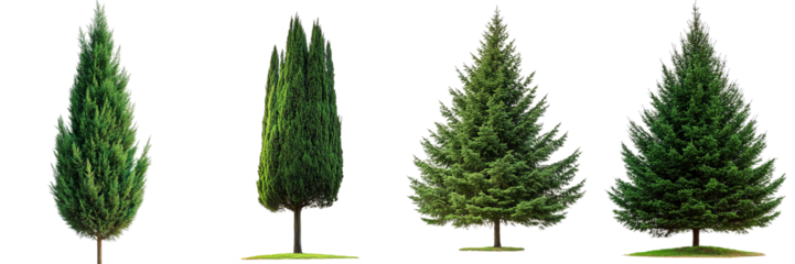 Collection of Large trees isolated on transparent background