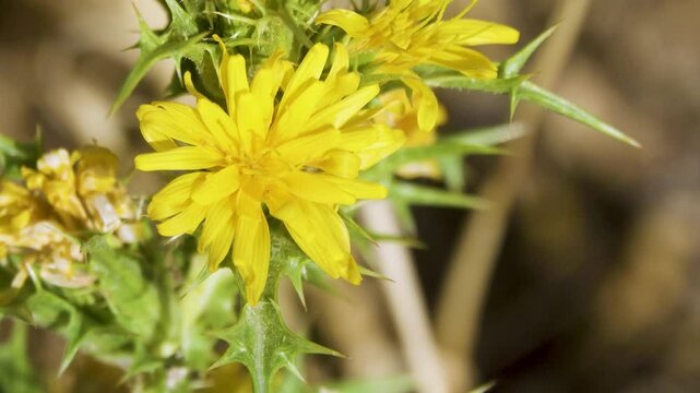 Wild bees probably Megachile rotundata collect nectar and pollen from the golden thistle (Scolymus hispanicus). Crimea. Arabatskaya Strelka semi-desert