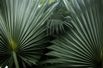 Fototapeta premium jungle plants leaf