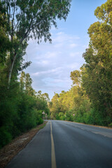 A paved asphalt road passes through a forest