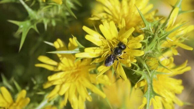 Wild bees probably Megachile rotundata collect nectar and pollen from the golden thistle (Scolymus hispanicus). Crimea. Arabatskaya Strelka semi-desert