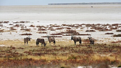 herd of oryx antelopes on the edge of the Etosha salt pan