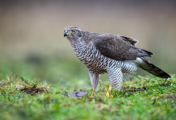 Northern goshawk bird ( Accipiter gentilis )