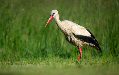 White stork bird ( Ciconia ciconia )