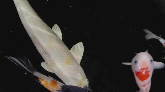 Colorful Koi fish in the clear water shot at night