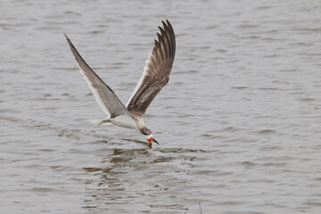 Black skimmer bird eating small fish