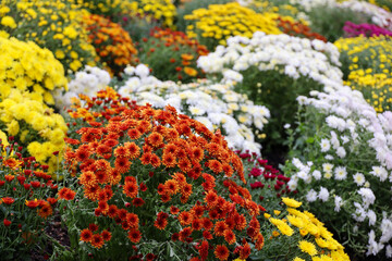 Chrysanthemums of different colors, bushes of autumn flowers. Landscape design, floral background