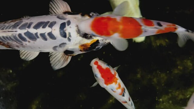 Colorful Koi fish in the clear water shot at night