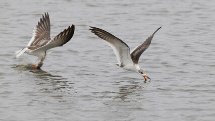 Black skimmer bird eating small fish