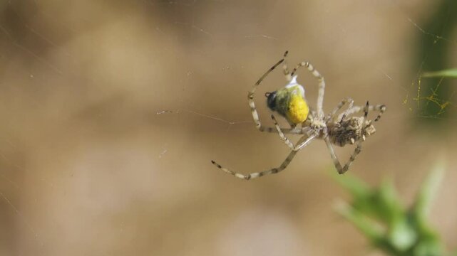 Wesp spider Argiope lobata wraps a wild bee in a web, bee has accumulated yellow pollen of flowers on its abdomen. The web is stretched among the honey flowers (Golden thistle). Crimean semi-desert