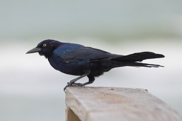 Black bird perched on wooden walkway, against blurry coastal scene. 