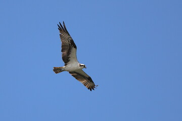 Osprey flying against blue sky. 