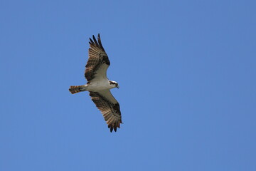 Osprey flying against blue sky. 