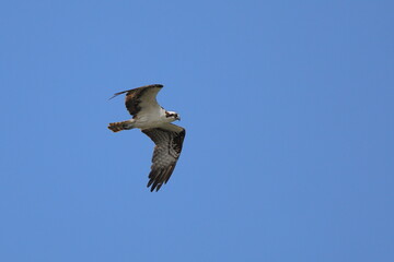 Osprey flying against blue sky. 