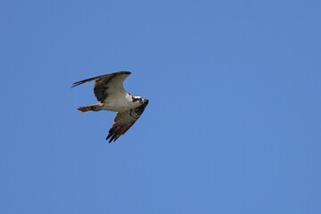 Osprey flying against blue sky. 