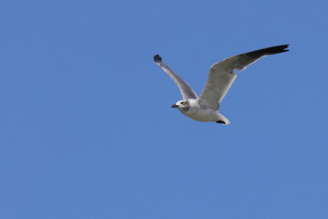 Seagull inflight against blue sky