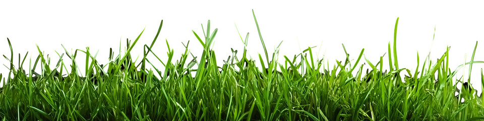Green grass isolated on transparent or white background, png