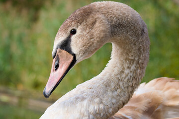 close-up portrait of a cygnet