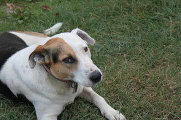 jack russell terrier puppy